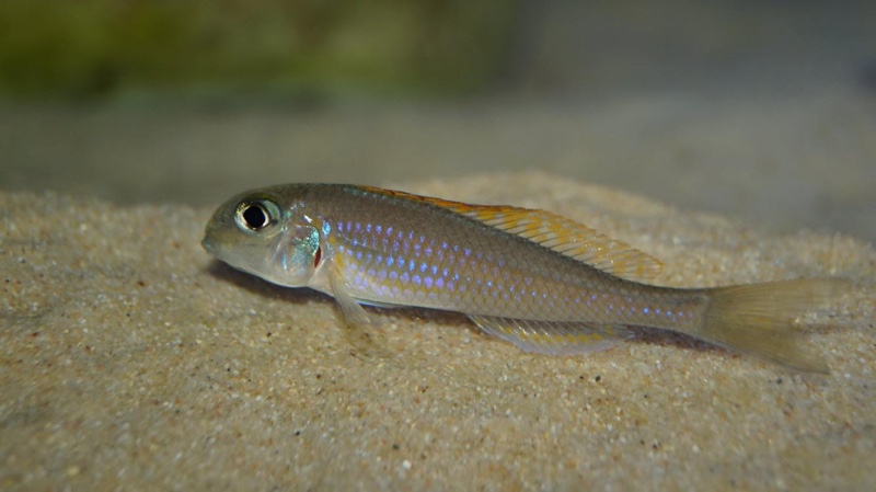 Xenotilapia flavipinnis 'Kagunga'